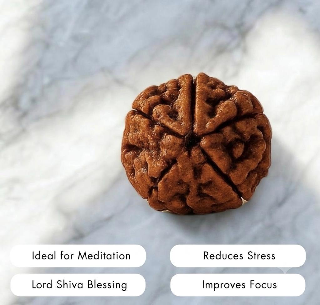 authentic 5 mukhi rudraksha pendant for men & women authentic 5 mukhi rudraksha pendant for men & women